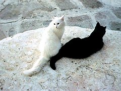 Gatti (139)